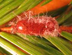 Pristiphora abietina