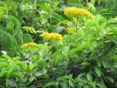 Senecio pleistocephalus