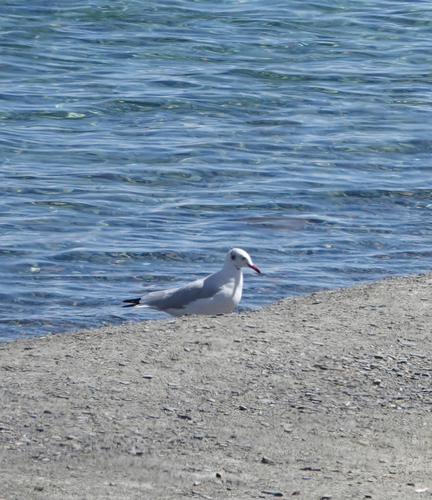 Brown-headed Gull｜棕头鸥 参考照片