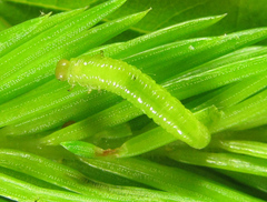 Pristiphora abietina