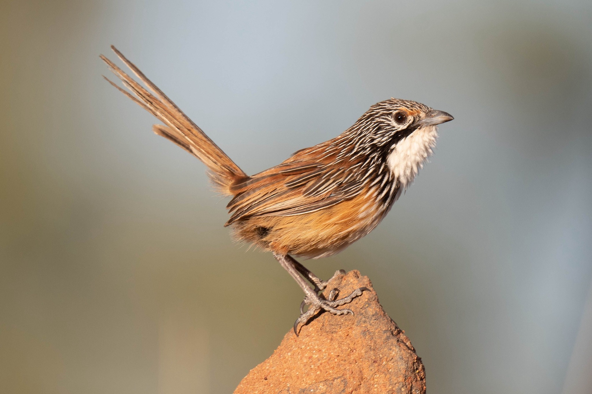 Carpentarian Grasswren (Amytornis dorotheae), photo 5
