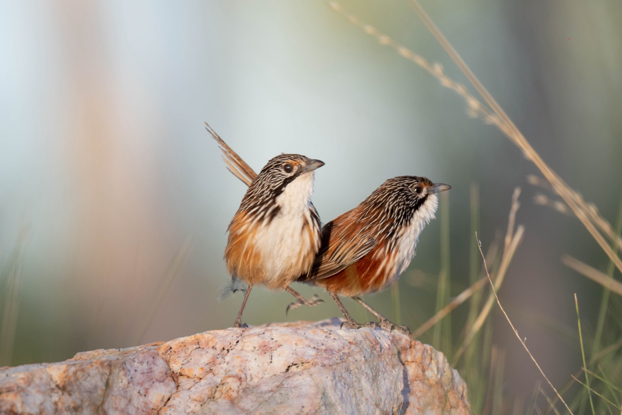 Carpentarian Grasswren (Amytornis dorotheae), photo 6