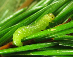 Pristiphora abietina