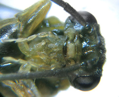 Pristiphora abietina