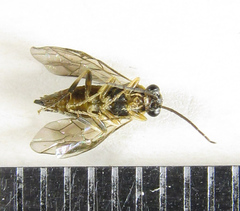 Pristiphora abietina