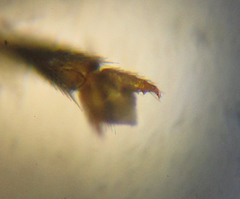 Pristiphora abietina