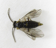 Pristiphora abietina