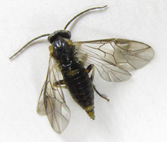 Pristiphora abietina