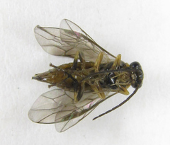 Pristiphora abietina