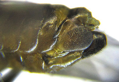 Pristiphora abietina