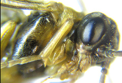 Pristiphora abietina