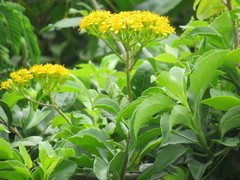 Senecio pleistocephalus