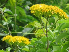 Senecio pleistocephalus