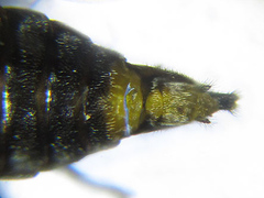 Pristiphora abietina