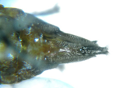 Pristiphora abietina