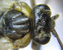 Pristiphora abietina