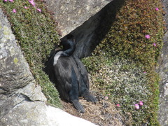 Phalacrocorax featherstoni