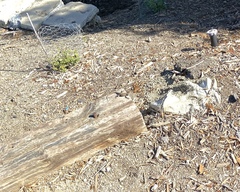 Sceloporus occidentalis