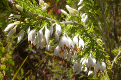 Erica penicilliformis