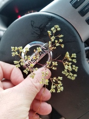 Paronychia lindheimeri