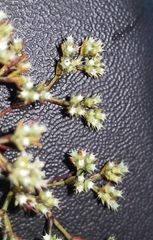 Paronychia lindheimeri