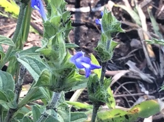 Salvia hirsuta
