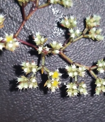 Paronychia lindheimeri