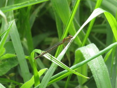 Xanthocnemis tuanuii