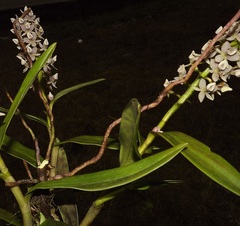 Epidendrum borealistachyum