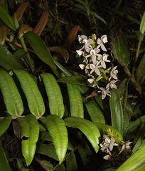 Epidendrum borealistachyum