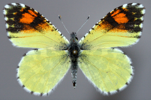 Mariposa puntas naranja del desierto (Anthocharis cethura) · iNaturalist Mexico