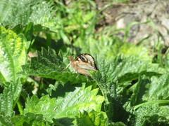 Vanessa gonerilla ida