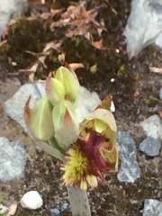 Calochilus herbaceus