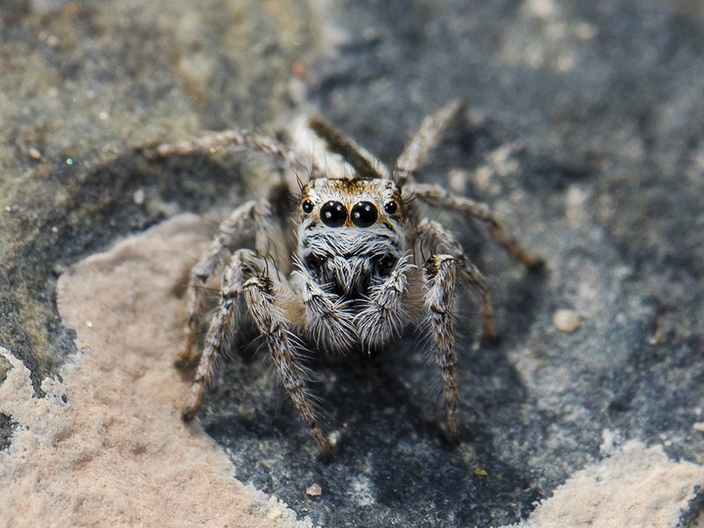 Mogrus antoninus