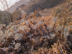 Astragalus arnacantha