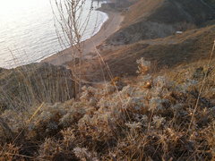 Astragalus arnacantha