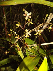 Prosthechea vespa