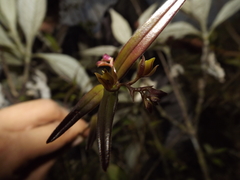 Epidendrum rhombochilum