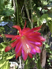 Disocactus ackermannii