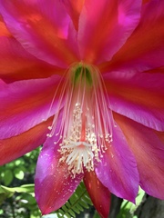 Disocactus ackermannii