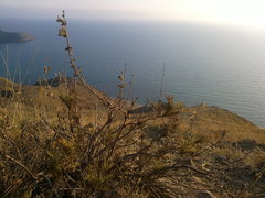 Salvia scabiosifolia