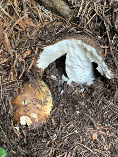 Russula mustelina — (c) Manuela Fiorini, some rights reserved (CC BY)