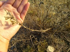 Salvia scabiosifolia