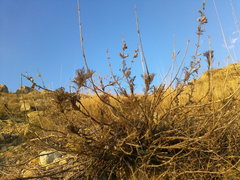 Salvia scabiosifolia