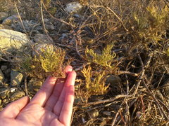 Salvia scabiosifolia