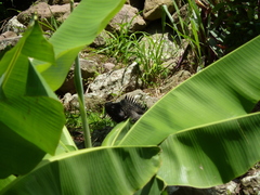 Iguana iguana melanoderma