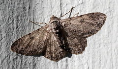 Orbamia octomaculata