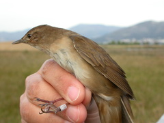 Locustella luscinioides