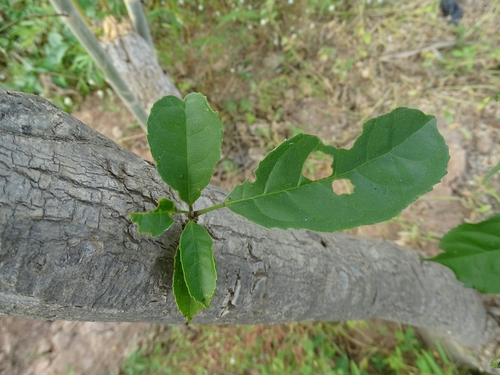 Newbouldia laevis image