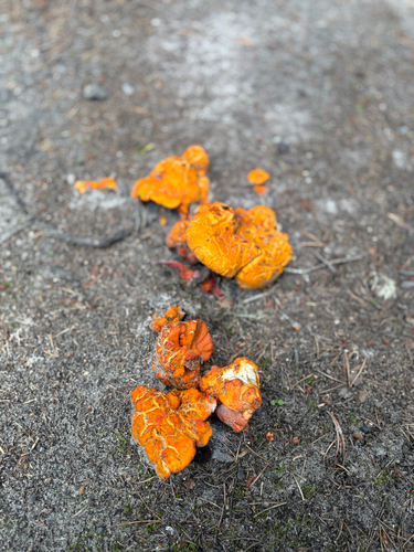 lobster mushroom
